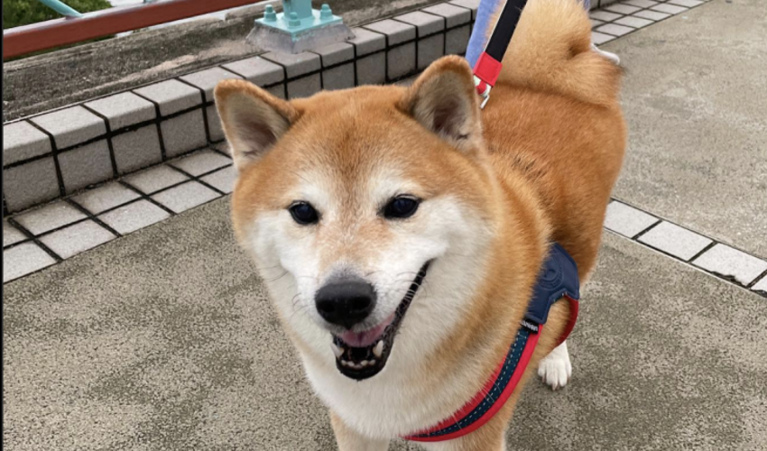 Van internetmeme tot cryptocurrency-symbool, hond achter honden memecoins overleden