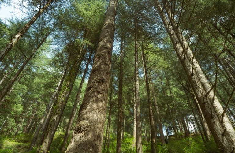 Wat betekent de anti-ontbossingsverordening (EUDR) voor de uitgeverij? (met update)