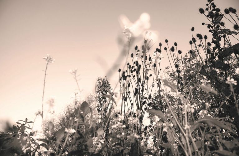 De spectaculaire groei van kunstmagazine See All This