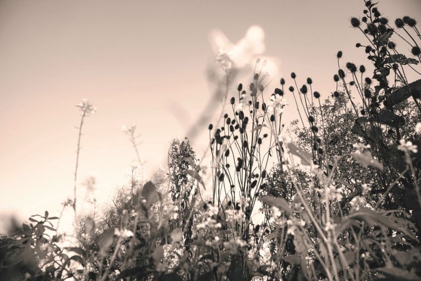 De spectaculaire groei van kunstmagazine See All This