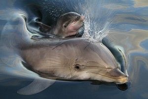 Dolfinarium Nalu met jong