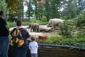 Emmen-dieren-in-hun-verblijf-300x200