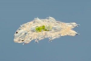 Het beerdiertje (stam Tardigrada) kan in de meest extreme omstandigheden overleven. Foto Micropia, Wim van Egmond