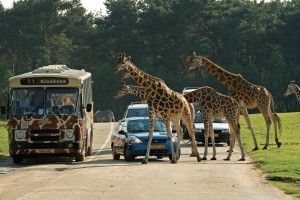 Safaripark_Beeksebergen_bus_auto_giraffen_klein