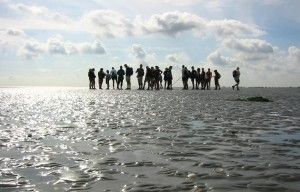 Wadlopen bij Pieterburen.