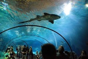blijdorp oceanium