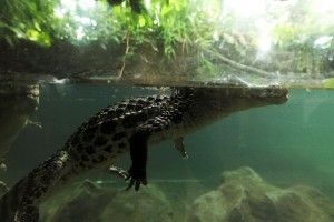 burgers zoo 078