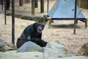 dierenpark amersfoort
