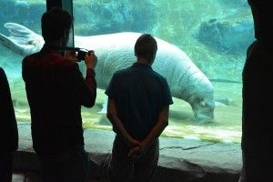 dolfinarium