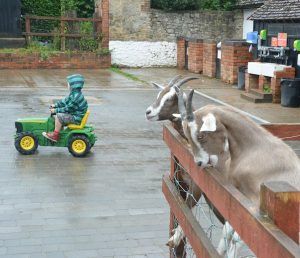farm attraction