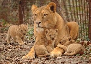 gaia zoo leeuwen