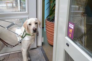 geleidehond