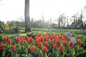 keukenhof 2015 - 15