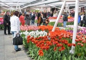 keukenhof 2015 - 28