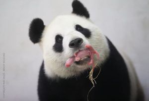 panda_copyrights
