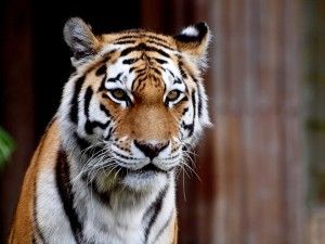 tijger