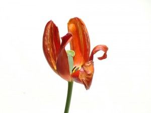 tulp