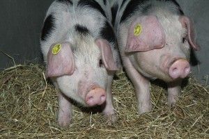 varkens (2)