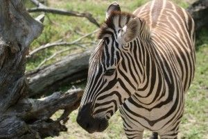zebra-safari
