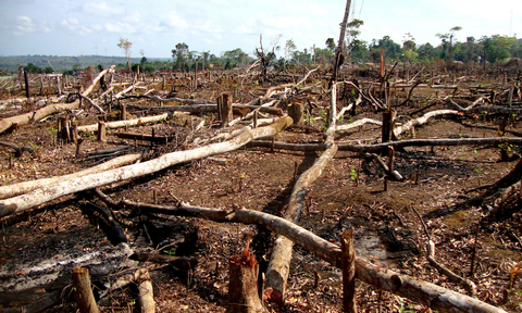 Albert Heijn en Lidl stoppen met Braziliaans rundvlees