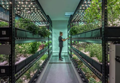 Indoor farming ontkiemt bij Jumbo en Albert Heijn 