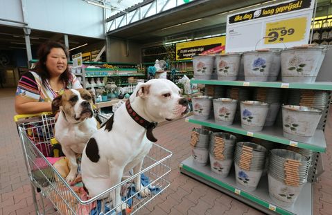 Ranzijn verzorgt nu ook dierenuitvaarten