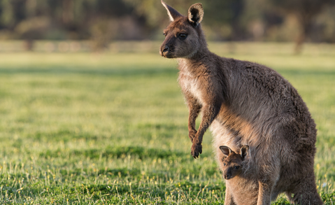 Bol.com stopt met verkoop kangoeroeproducten