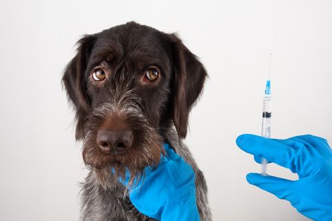 Pets Place van start met dierenzorg in de winkel