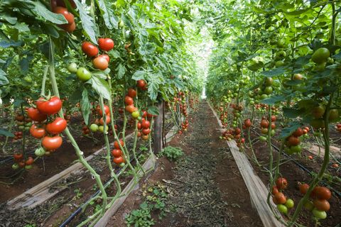 Supermarkten onderzoeken misstanden tomatensector