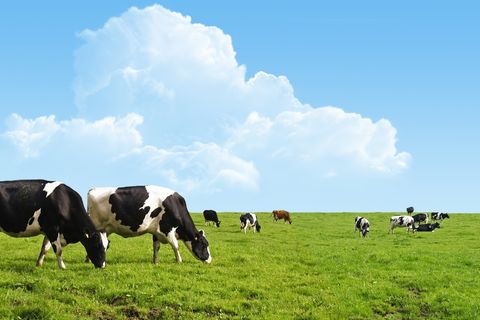 Koop een Koe: de crowdbutcher