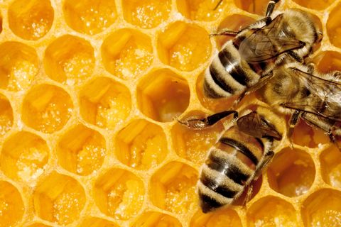 Boeren niet blij met bijenplan supermarkten