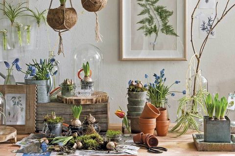 De groene vingers van Intratuin