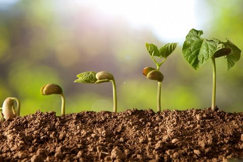 ​Hoe Estafette uitgroeit tot supermarktketen Odin