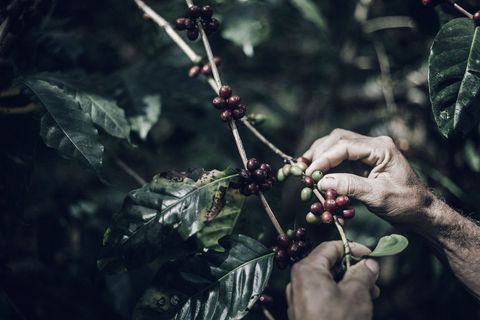 Fairtrade Original ziet weinig in d2c