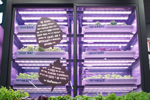 Marks & Spencer teelt verse kruiden in Londense winkels