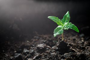 Tuinbranche: 'Plantjes kunnen haast nergens heen'