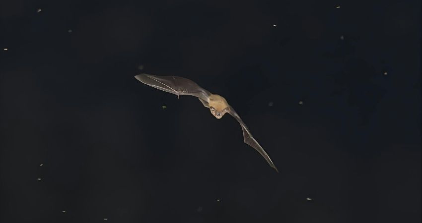 Natuurorganisatie huurt woningcorporatiehuis voor 145 vleermuizen