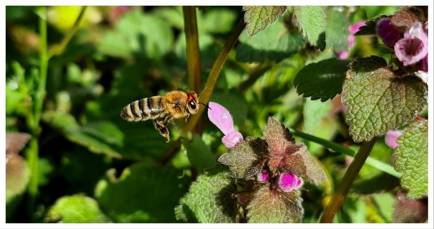 Zuid-Holland werkt met pilots om flora- en faunavergunningen te versnellen