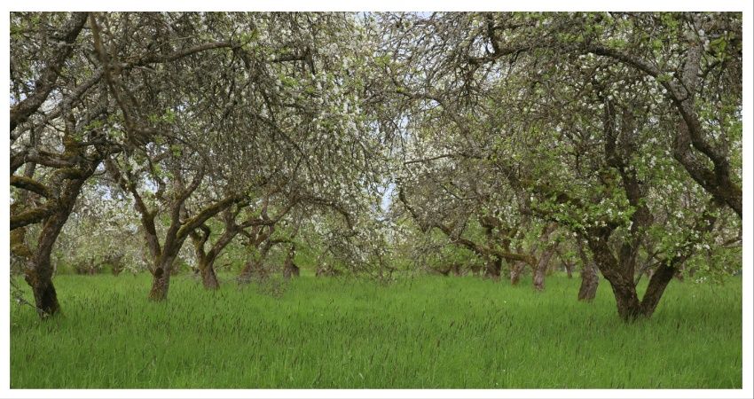 Recent aangekochte boomgaard belemmert ontwikkeling 135 woningen in Helvoirt